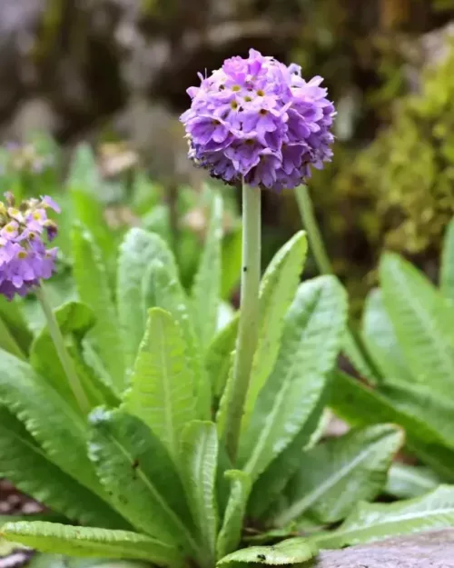 Primula denticulata, Kugelprimel