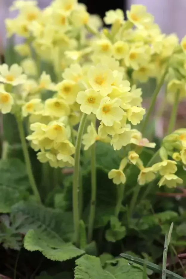 Primula elatior, Hohe Schlüsselblume