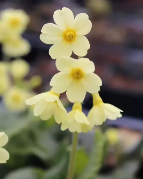 Primula elatior, Hohe Schlüsselblume
