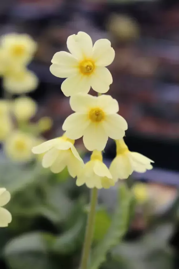 Primula elatior, Hohe Schlüsselblume