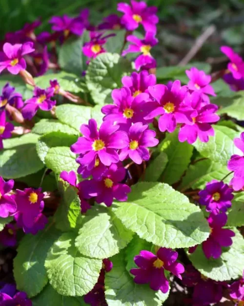 Primula pruhoniciana 'Wanda' - Kissenprimel