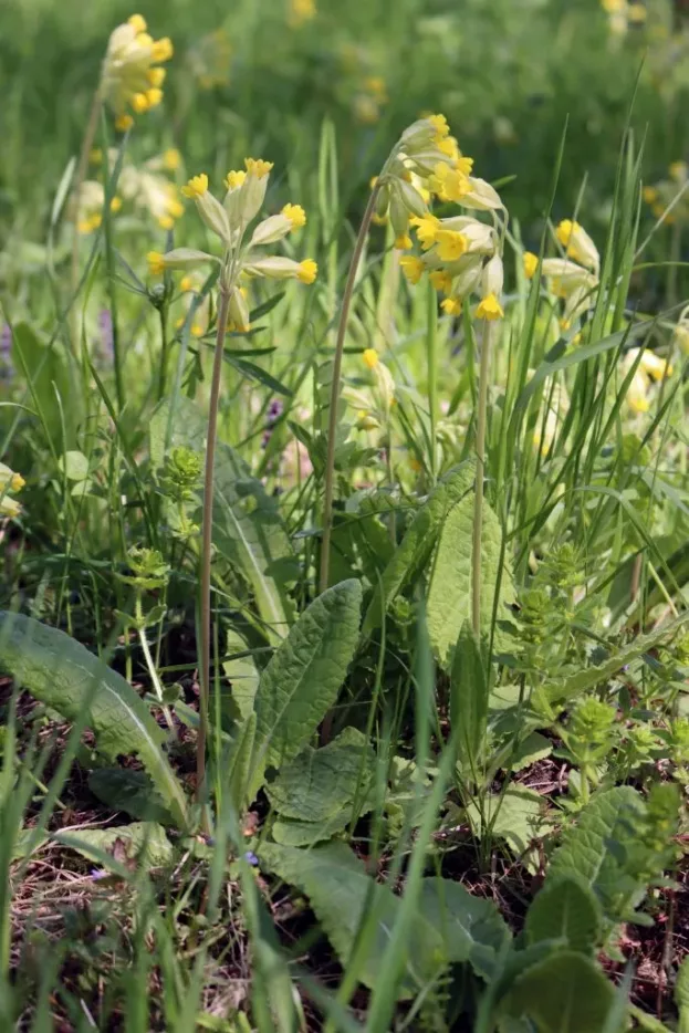 Primula veris, Hohe Schlüsselblume