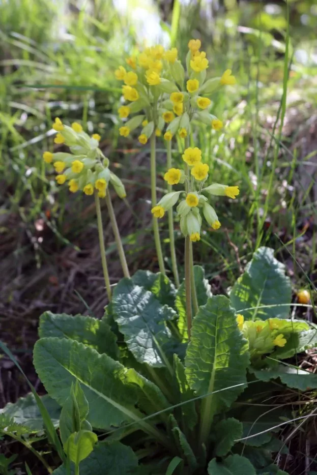 Primula veris, Hohe Schlüsselblume