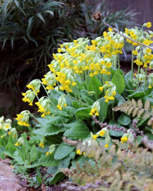 Primula veris