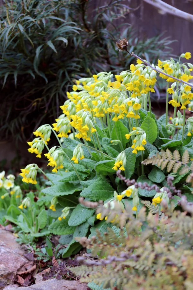 Primula veris 3