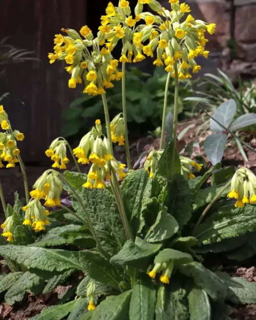 Primula veris, Echte Schlüsselblume