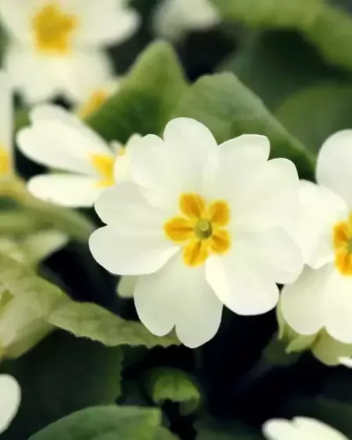 Primula vulgaris (acaulis), Stengellose Primel