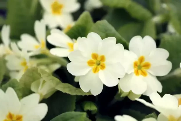 Primula vulgaris (acaulis), Stengellose Primel