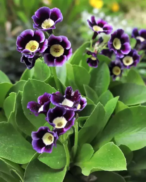 Primula x pubescens, Gartenaurikel