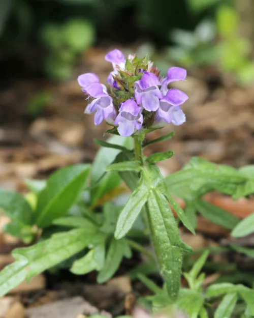Prunella grandiflora 'Gerhard Rudolf', Braunelle