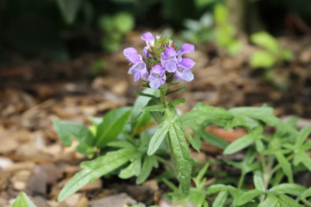 Prunella grandiflora 'Gerhard Rudolf', Braunelle