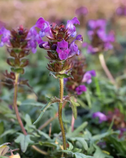 Prunella grandiflora 'Gerhard Rudolf', Braunelle