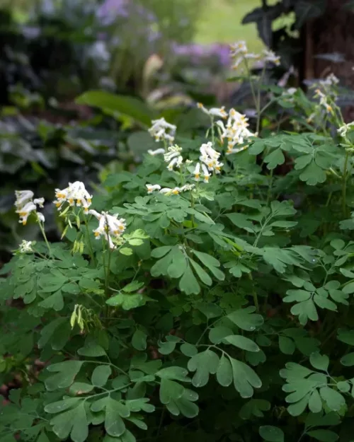 Pseudofumaria alba, (Corydalis ochroleuca), Weißer