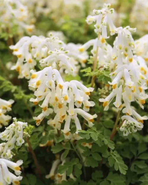 Pseudofumaria alba, (Corydalis ochroleuca), Weißer