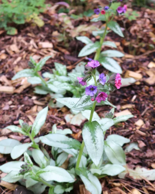 Lungenkraut 'Majeste', Pulmonaria 'Majeste'