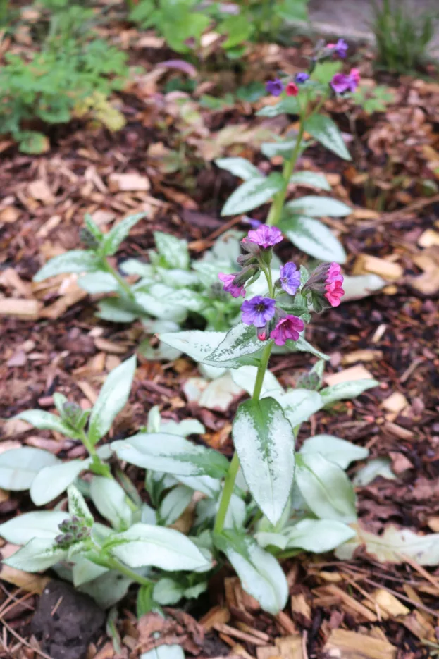 Lungenkraut 'Majeste', Pulmonaria 'Majeste'