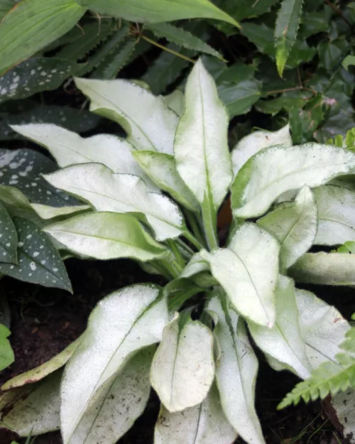 Pulmonaria 'Majeste', Lungenkraut