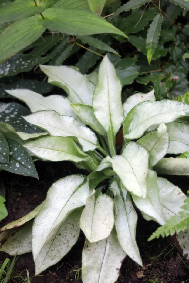 Pulmonaria 'Majeste', Lungenkraut