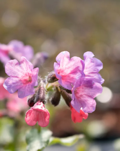 Pulmonaria 'Mrs Moon', Lungenkraut