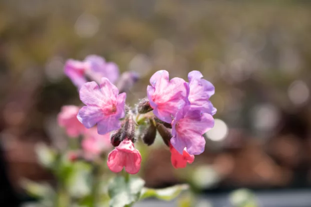 Pulmonaria 'Mrs Moon', Lungenkraut