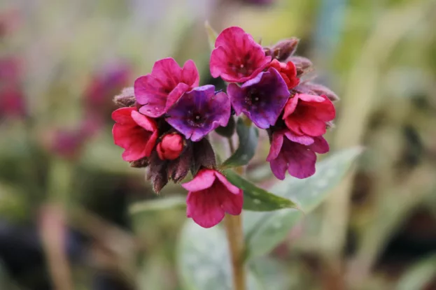 Pulmonaria 'Raspberry Splash', Lungenkraut
