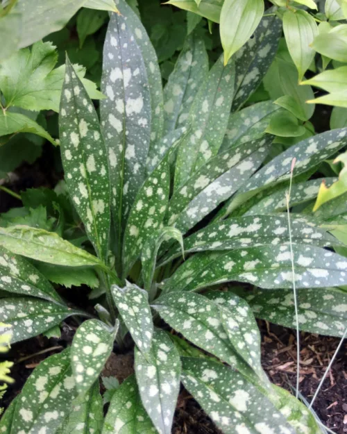 Pulmonaria 'Raspberry Splash', Lungenkraut