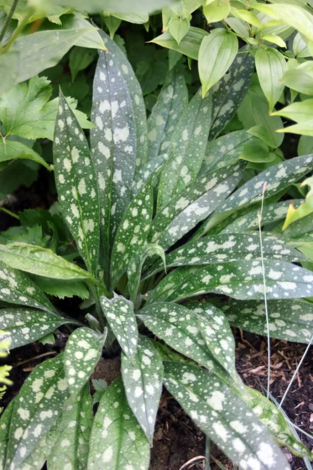 Pulmonaria 'Raspberry Splash', Lungenkraut