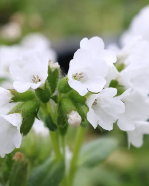 Pulmonaria 'Sissinghurst White', Lungenkraut