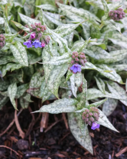 Pulmonaria 'Trevi Fountain', Lungenkraut