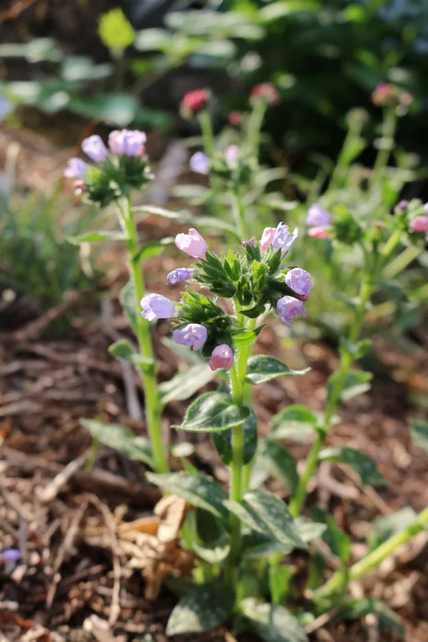 Pulmonaria 'Twinkle Toes', Lungenkraut