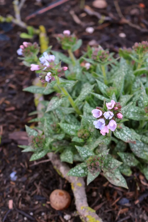 Pulmonaria Twinkle Toes 2
