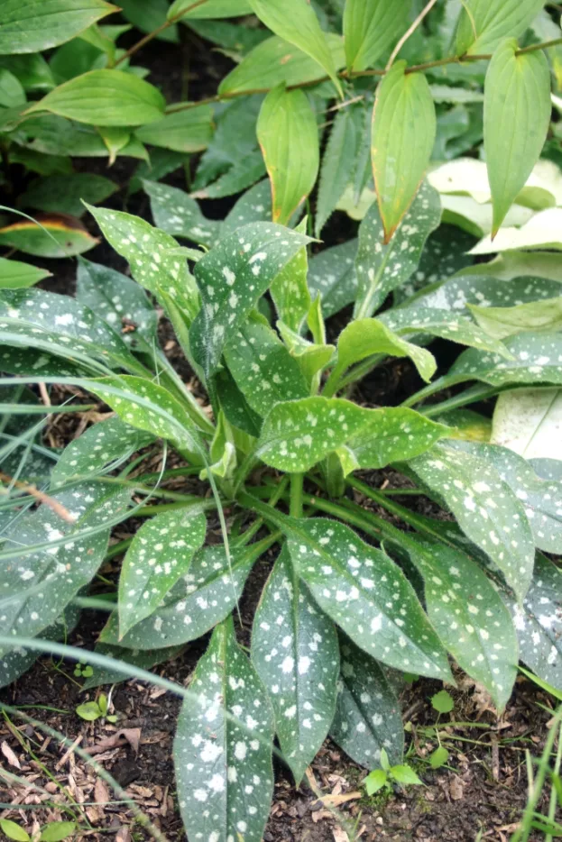 Pulmonaria 'Twinkle Toes', Lungenkraut
