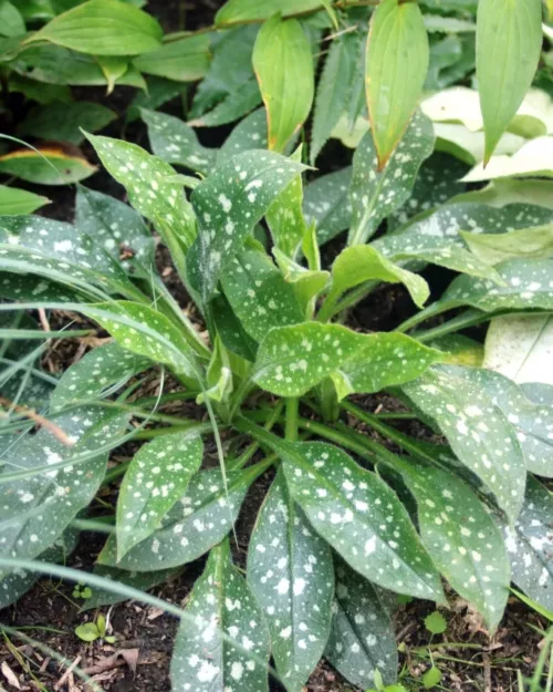 Pulmonaria 'Twinkle Toes', Lungenkraut