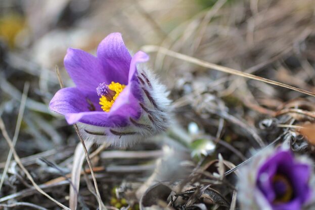 Pulsatilla vulgaris, Kuhschelle, Kühchenschelle