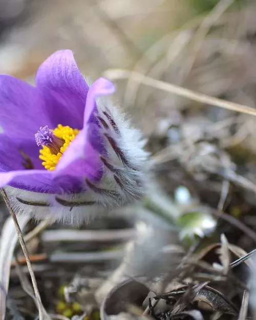 Pulsatilla vulgaris, Kuhschelle, Kühchenschelle