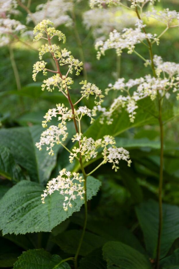 Rodgersia aesculifolia, Kastanienblättriges Schaublatt
