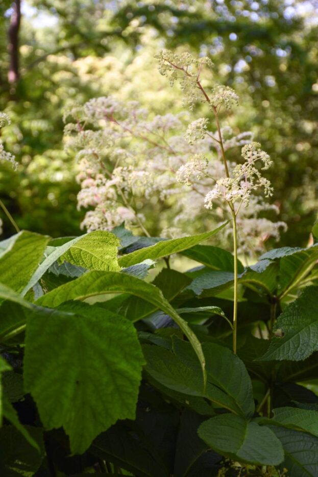 Rodgersia aesculifolia, Kastanienblättriges Schaublatt
