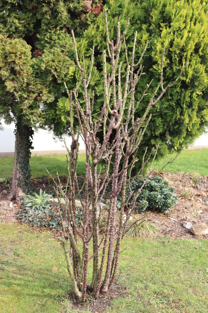 Rosenschnitt Fruehling 002 Strauchrose nach dem Schnitt