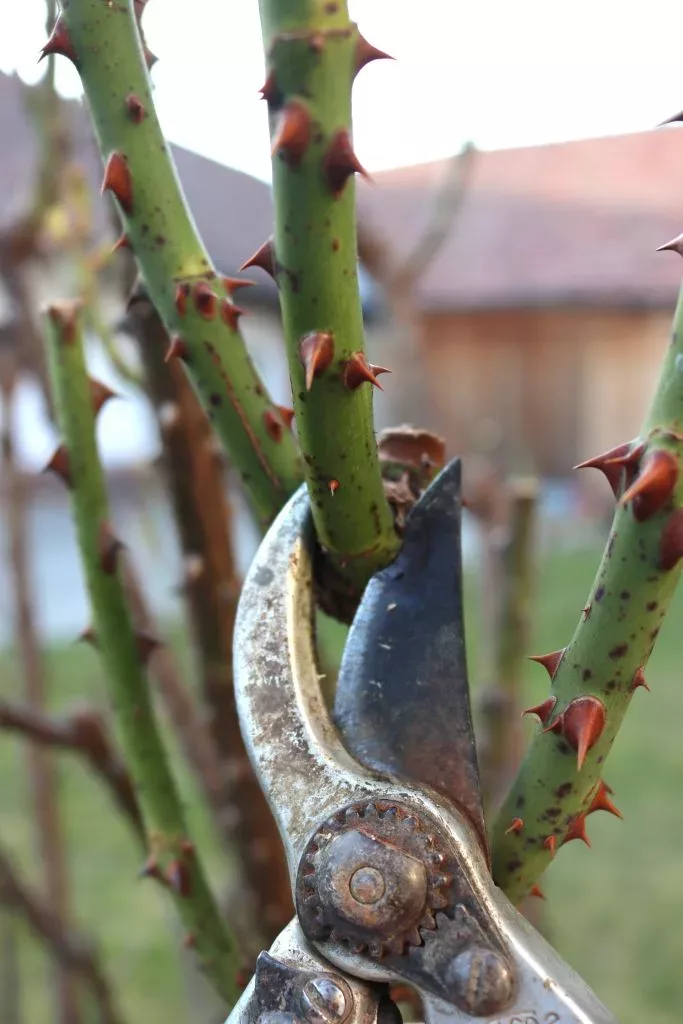 Astgabeln entfernen bei Rosen