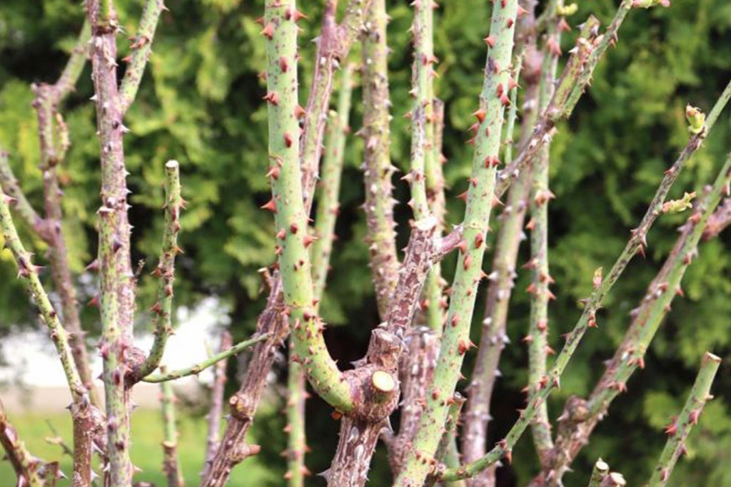 Rosenschnitt Fruehling 1 Strauchrose nach dem Schnitt
