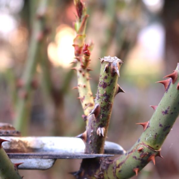 Rosenschnitt-Fruehling (3) Richtige Schnittführung bei Rosen