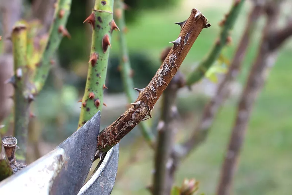 Totholz entfernen bei Rosen