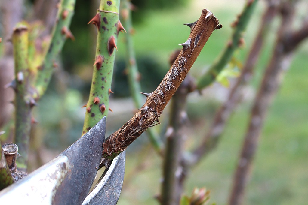 Rosenschnitt Fruehling 4 Totholz entfernen bei Rosen