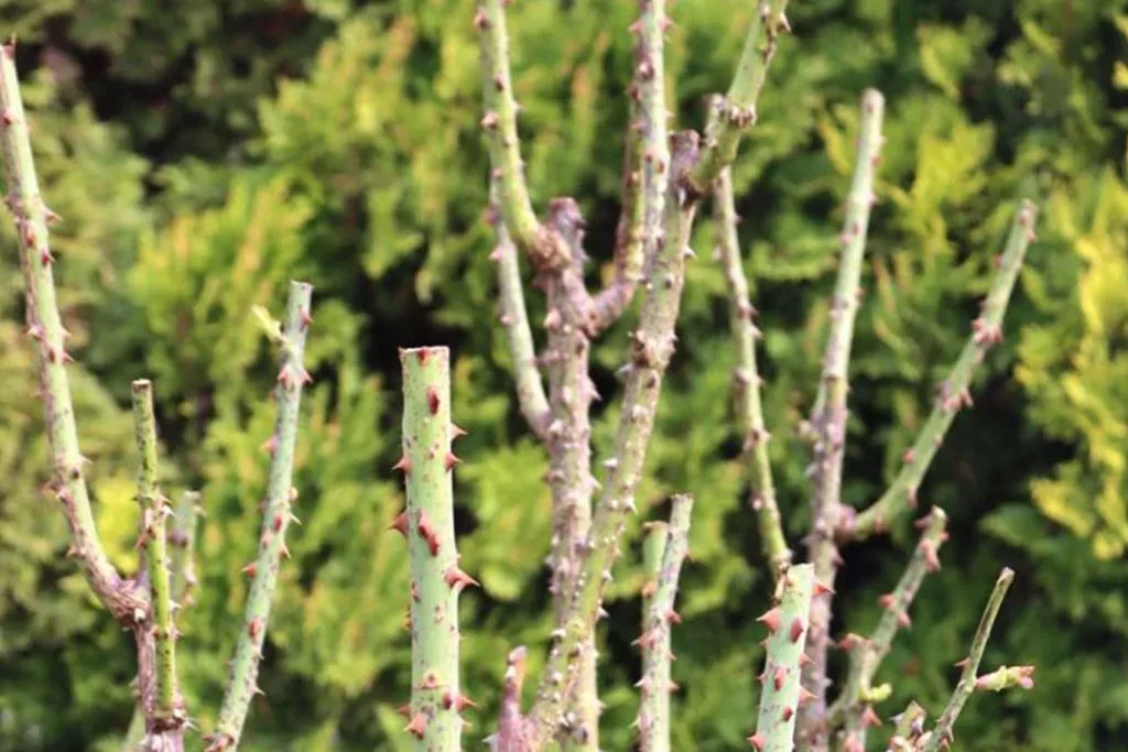 Strauchrose nach dem Schnitt