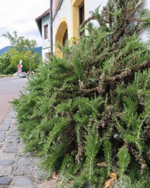 Kriechender Rosmarin, Rosmarius officinalis Prostratus'