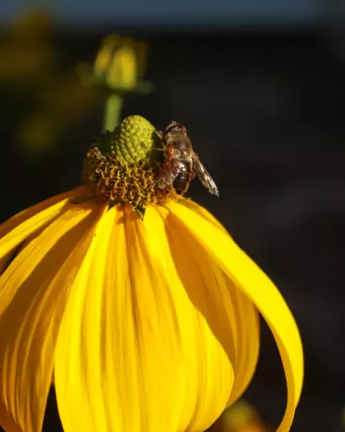 Rudbeckia laciniata 'Herbstsonne', Hoher Sonnenhut