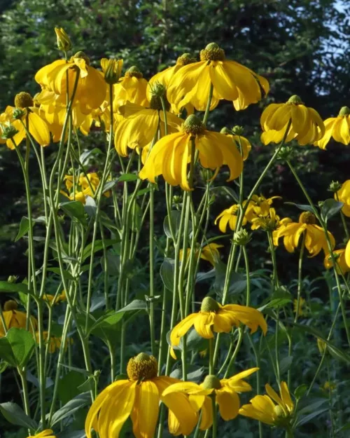 Rudbeckia laciniata 'Herbstsonne', Hoher Sonnenhut