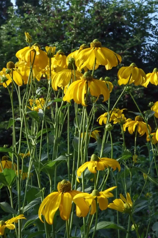 Rudbeckia laciniata 'Herbstsonne', Hoher Sonnenhut