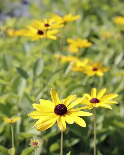 Rudbeckia subtomentosa, Schwachfilziger Sonnenhut