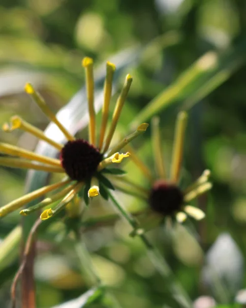 Rudbeckia subtomentosa 'Little Henry', Sonnehut